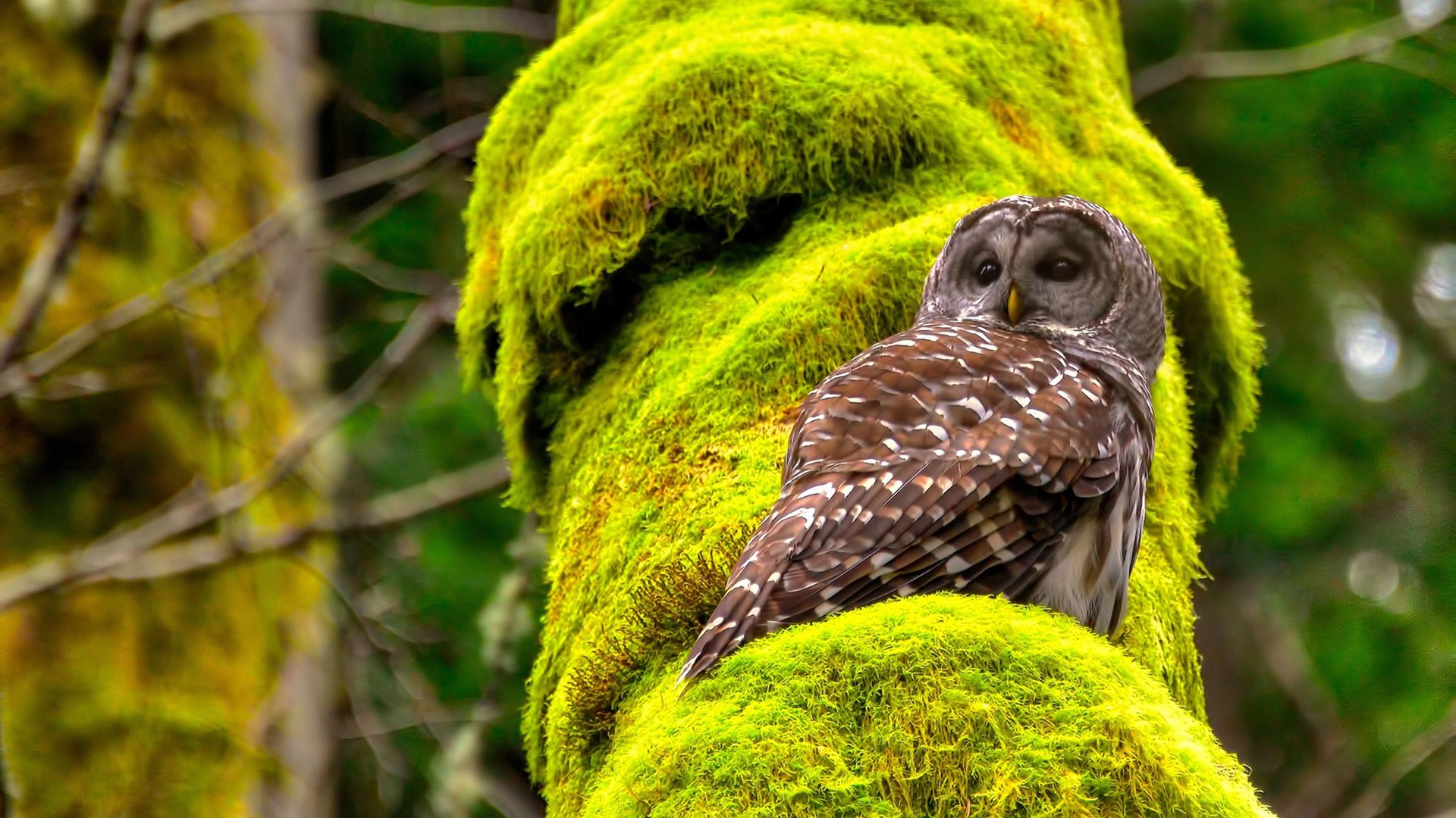 跨洲际的统治力，当达喀尔球场欢呼时，丹佛的钥匙已交到福登手中