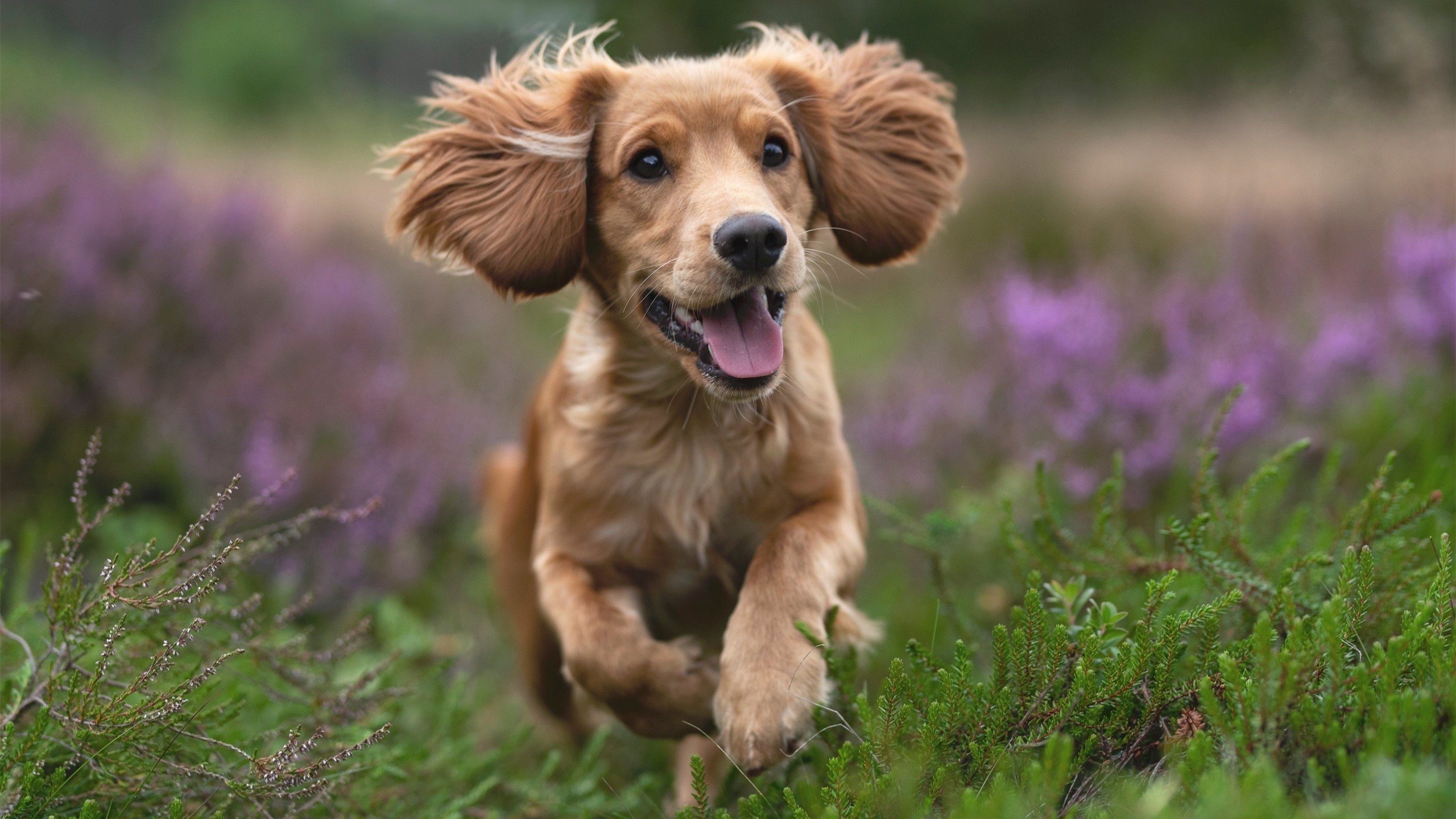 太原奇迹，欧文隔空指导，山西队远射绝杀鹈鹕