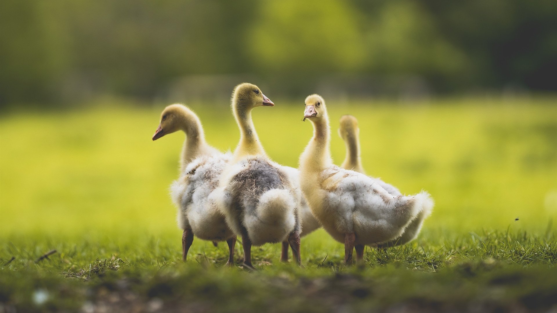 贝恩手术刀，火箭防线被他拆解成破碎的星环