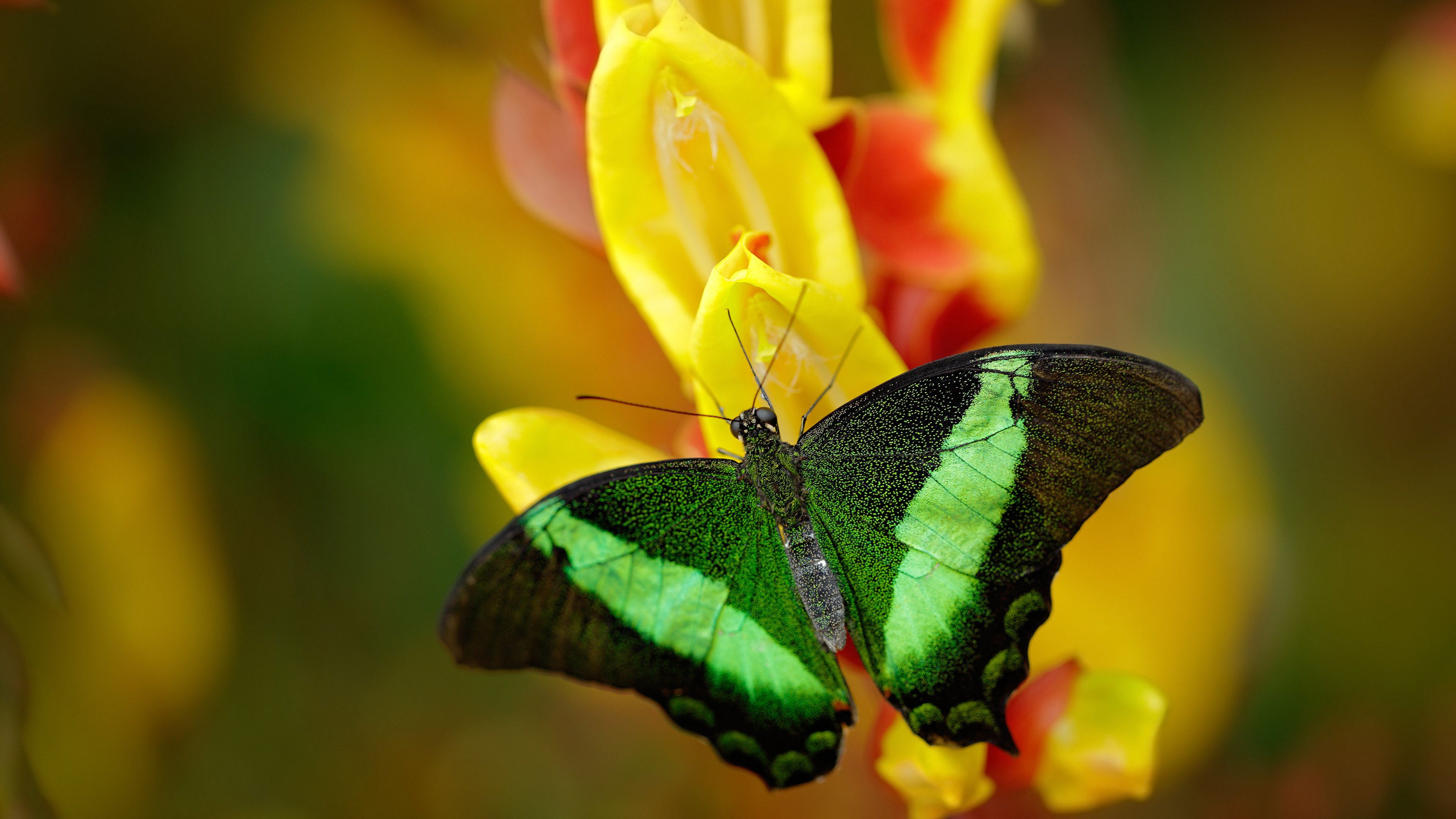 跨越大洋的篮球之火，詹姆斯一锤定音，凯尔特人如何定义速胜真谛？