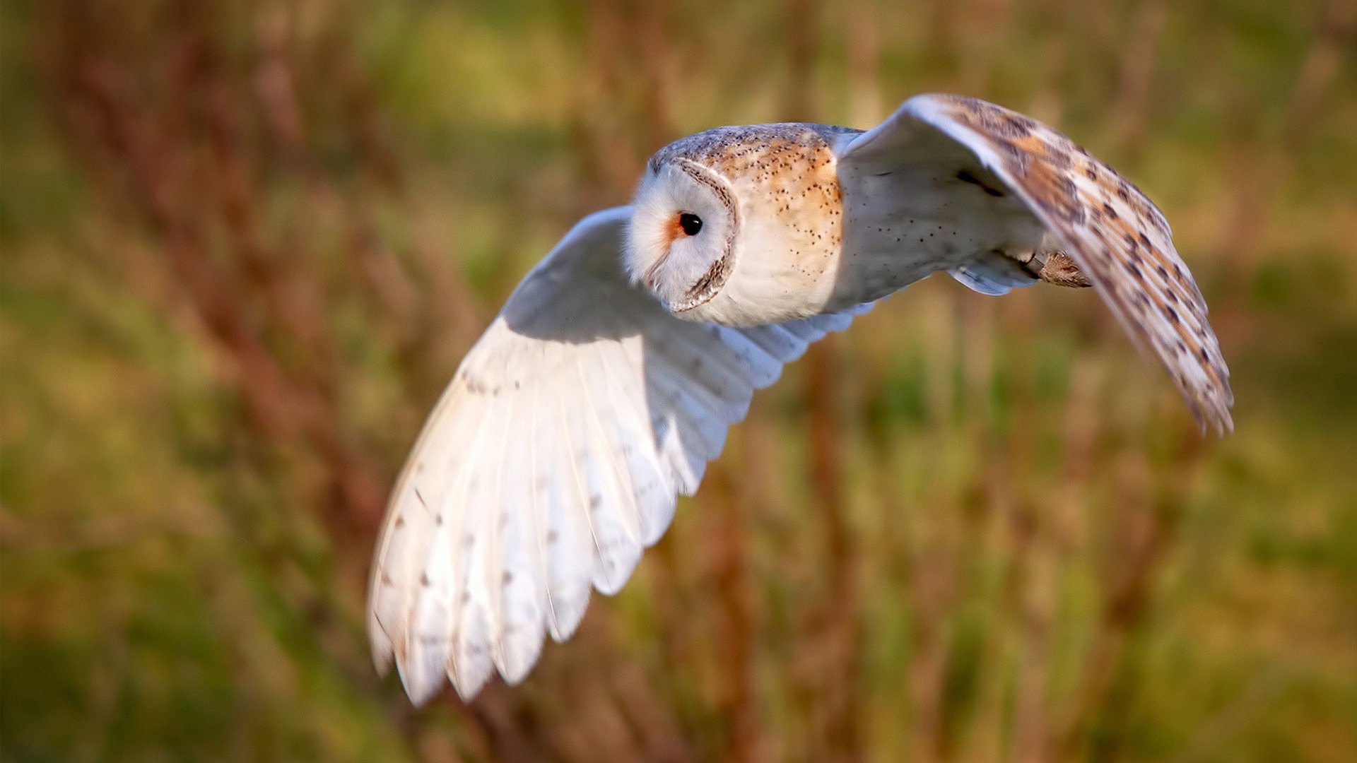 黑暗中的曙光，巴雷拉加时制胜球，毕尔巴鄂钢铁意志击退安哥拉