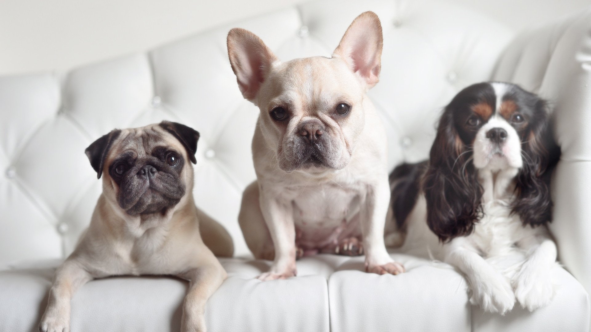 北京式防守哲学终极解密，武切维奇如何像掘金拆解湖人一样，在奥运生死战接管比赛？