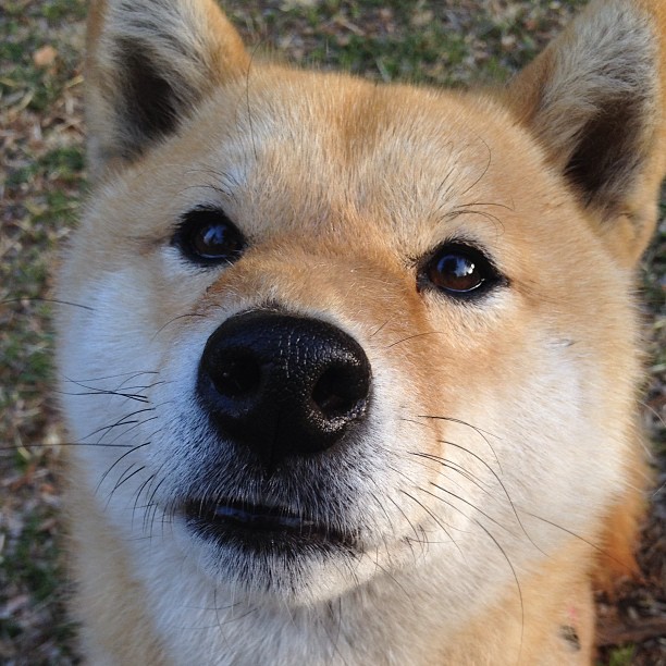 从都灵到北美，爱德华多·门迪的双重救赎