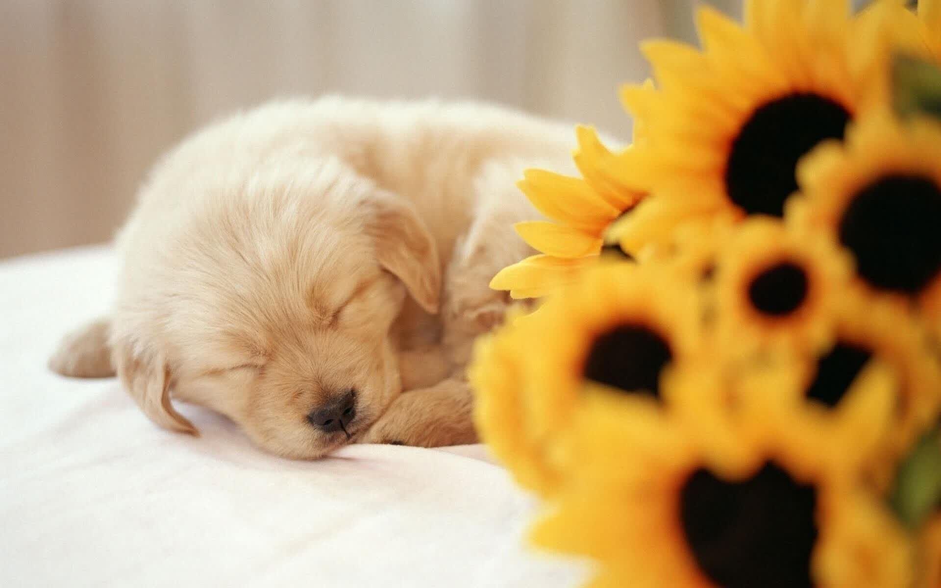 归化的孤勇者，当德国战车的拉丁灵魂在2026年撕裂澳大利亚